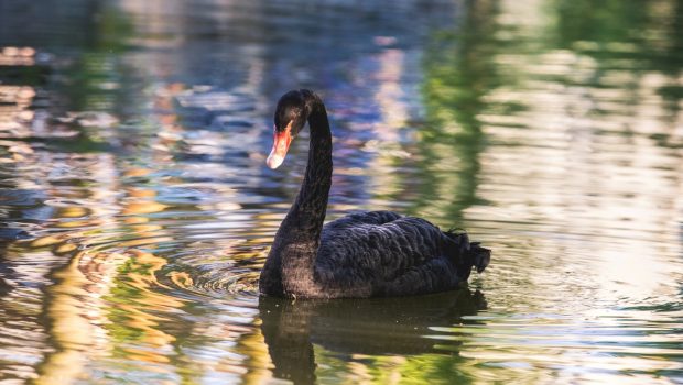 A black swan floating peacefully on a pond.