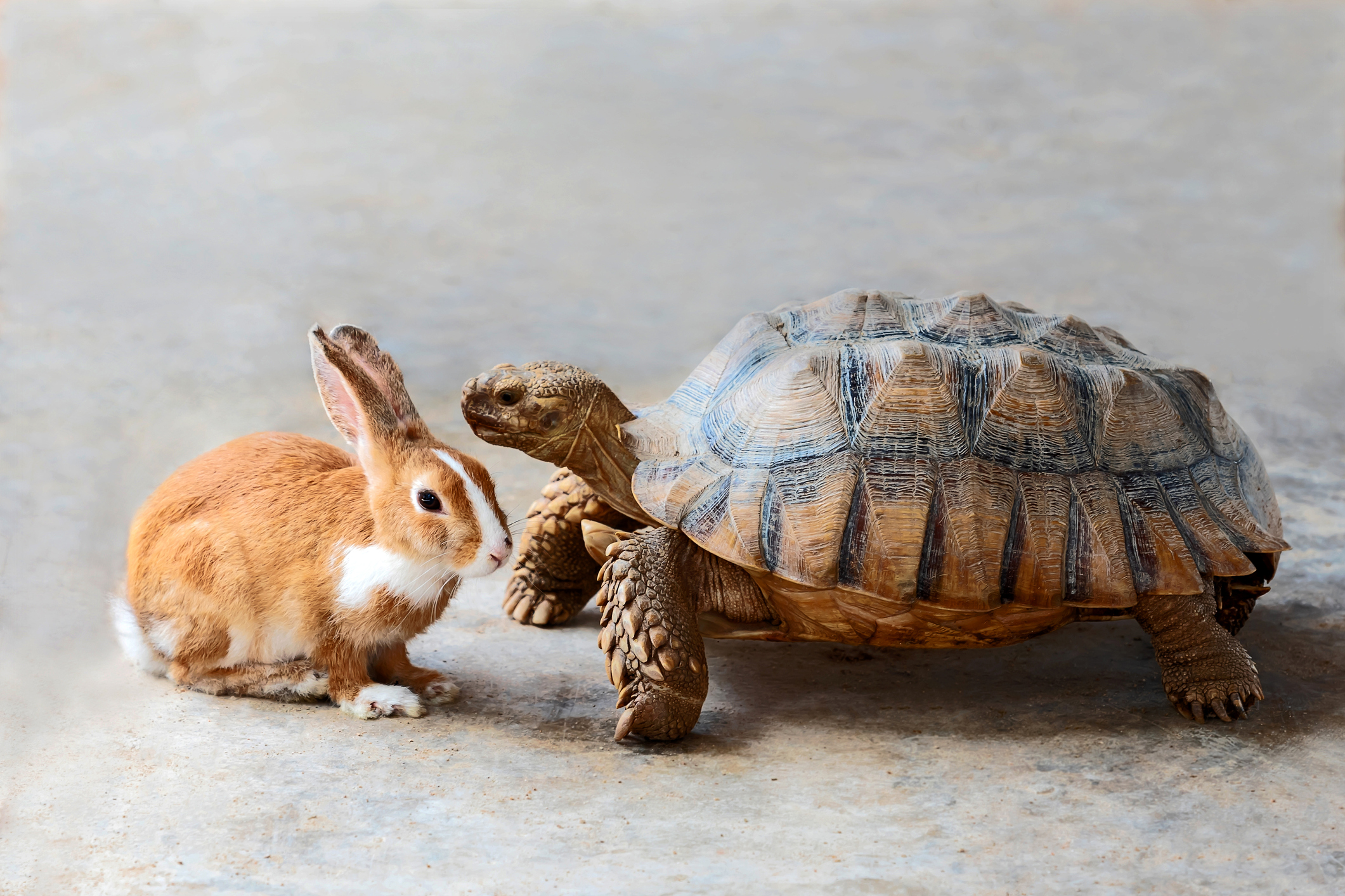 Rabbit and turtle standing next to each other.